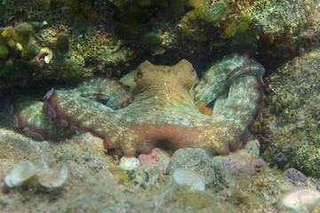 Common octopus in Adriatic Sea near Krk Island
