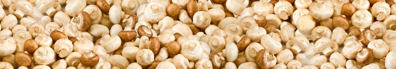 image of many mushrooms as background closeup