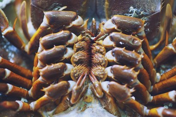 Close up of Horseshoe crab and shell in ice bucket. In seafood market in thailand