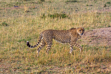 Cheetah in the Masai Mara National Park, Kenya