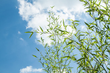 bamboo Phyllostachys bissetii, in Japanese garden with pond and blue sky