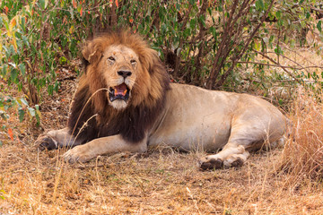 Naklejka na ściany i meble Lazy lion laying around on the plains of the Masai Mara, Kenya