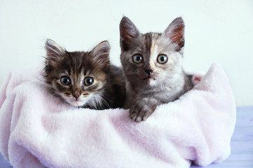 Two little gray kittens lie on a pink plaid on a white wall background.