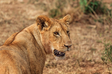 Plakat Lioness being alert, Masai Mara Park, Kenya