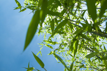 bamboo Phyllostachys bissetii, in Japanese garden with pond and blue sky