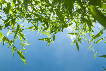 bamboo Phyllostachys bissetii, in Japanese garden with pond and blue sky