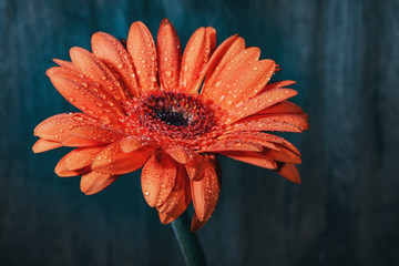 Still-life gerbera