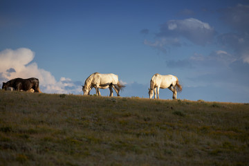 Skyline WIld Horses