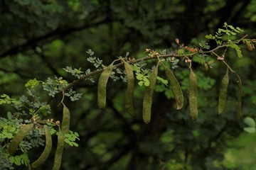 a fruit bunch in a plant