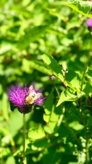 bee on flower