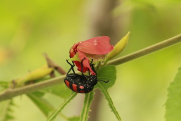 ladybug on a flower