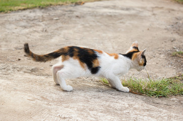 Naklejka na ściany i meble Animal motion background. Kitten looking something and prepare for jumping.