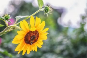 Yellow sunflower and a bumblebee on it. Autumn, ripening.