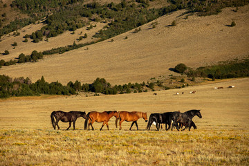 Wild Horses on The move