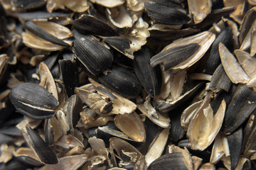 Waste husks of sunflower seeds, closeup macro background