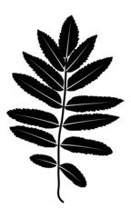 Black leaf silhoette on white background