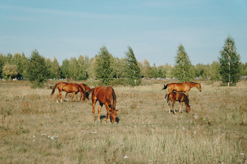 horses graze outdoors in the autumn field 