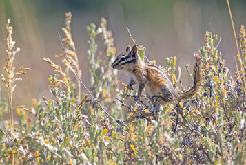 Western Chipmunk 2