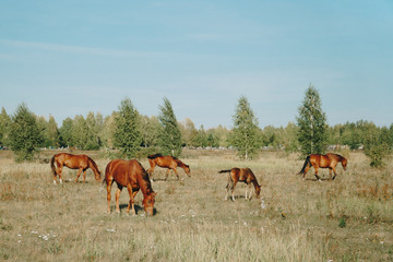 horses graze outdoors in the autumn field 