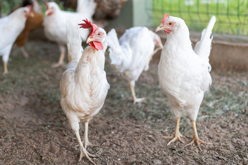 two white hens old and young in a chicken coop close-up