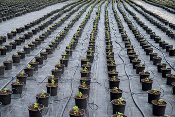 rows of young plants in greenhouse