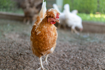 funny red chicken in the chicken coop is standing, looking