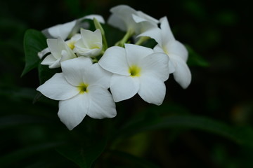 Fototapeta na wymiar Beautiful White Flower Most popular in Spring