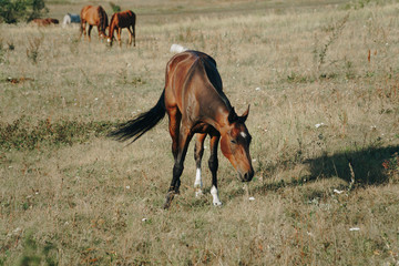 horses graze outdoors in the autumn field 1