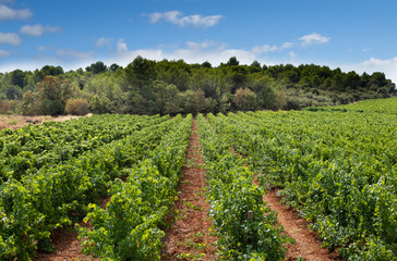 Fototapeta na wymiar Vineyard with grapes, pinot noir growing in the Languedoc region of France, with characteristic red soil