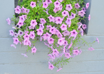 Pink flower blossom for decorate at wall