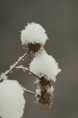dry flowers under the snow