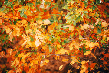 Photo of autumnal orange tree branches in afternoon