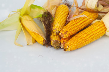 corn cob isolated on white background as packing design element