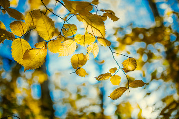 Photo of autumn leaves on blurred background