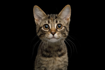 Portrait of brown Kitten with tortoise fur on isolated background, front view