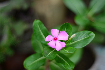 flower on background of green grass