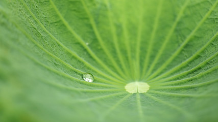 close-up of green lotus leaf with water drop