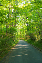Country road, surrounded by fresh green trees.