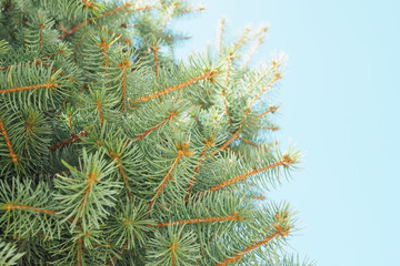 Branches of a tree a blue spruce photographed from the bottom against the blue sky. Space for text...