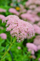 Pink blooms of sedum 