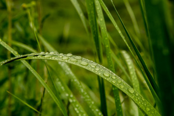 Fototapeta na wymiar Rain Drop of Bending Blade of Grass