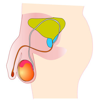 Male reproductive organs. Man reproduction system. Side view section. White background. Drawing vector illustration.
