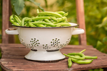 Healthy green beans in a colander in greenhouse