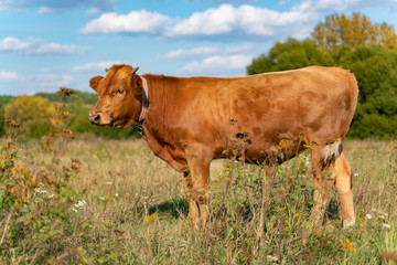 Naklejka na ściany i meble Young brown calf grazes in a green meadow