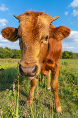 Funny brown calf with tongues sticking out stands in a clearing, close-up