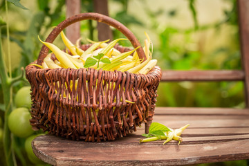 Fototapeta na wymiar Raw and fresh yellow beans in summer greenhouse