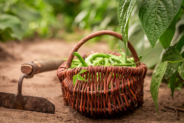 Fototapeta na wymiar Green beans in a wicker basket on countryside