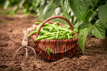 Closeup of fresh green beans on the field
