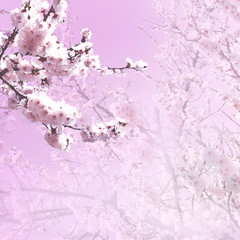 Romantic blooming cherry branch on pink background. Spring or summer spa concept. Copy space.