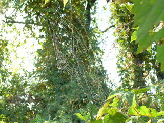 spider web on green bushes in the forest.